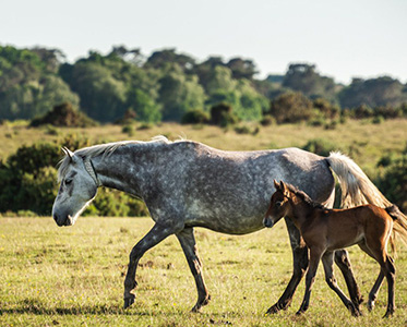 Horses - mare and foal - in the New Forest, Hampshire