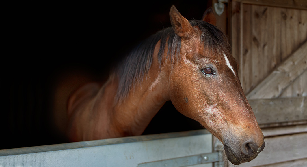 New Forest Manor - Horse