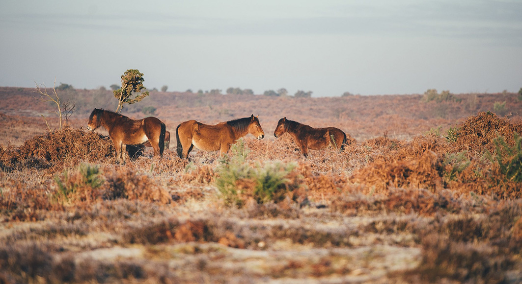 Wild horses in the New Forest area